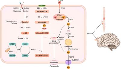 Progress in Understanding Ferroptosis and Its Targeting for Therapeutic Benefits in Traumatic Brain and Spinal Cord Injuries